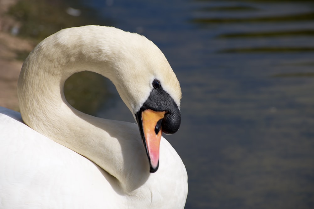 white swan on water during daytime