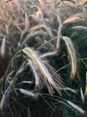 Close-up of ripe wheat stalks swaying in a sunny field.