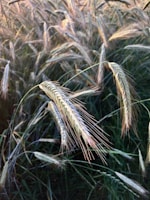 Close-up of golden wheat stalks swaying in the sunlight.