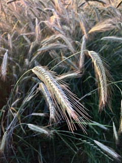 Close-up of golden wheat stalks swaying gently in the sunlight