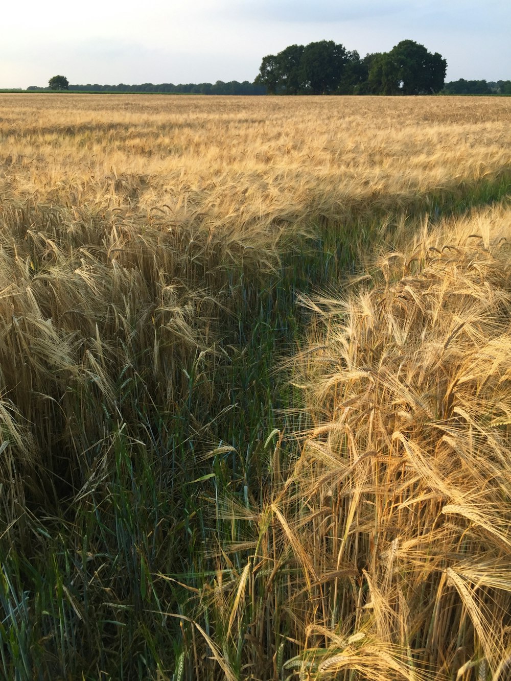 brown grass field during daytime