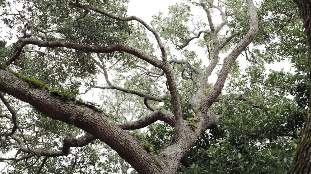 green and brown tree during daytime