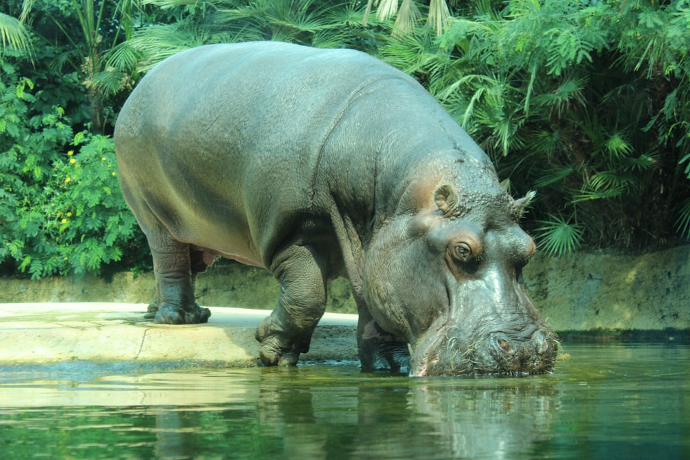 낮 동안 물에 갈색 코뿔소