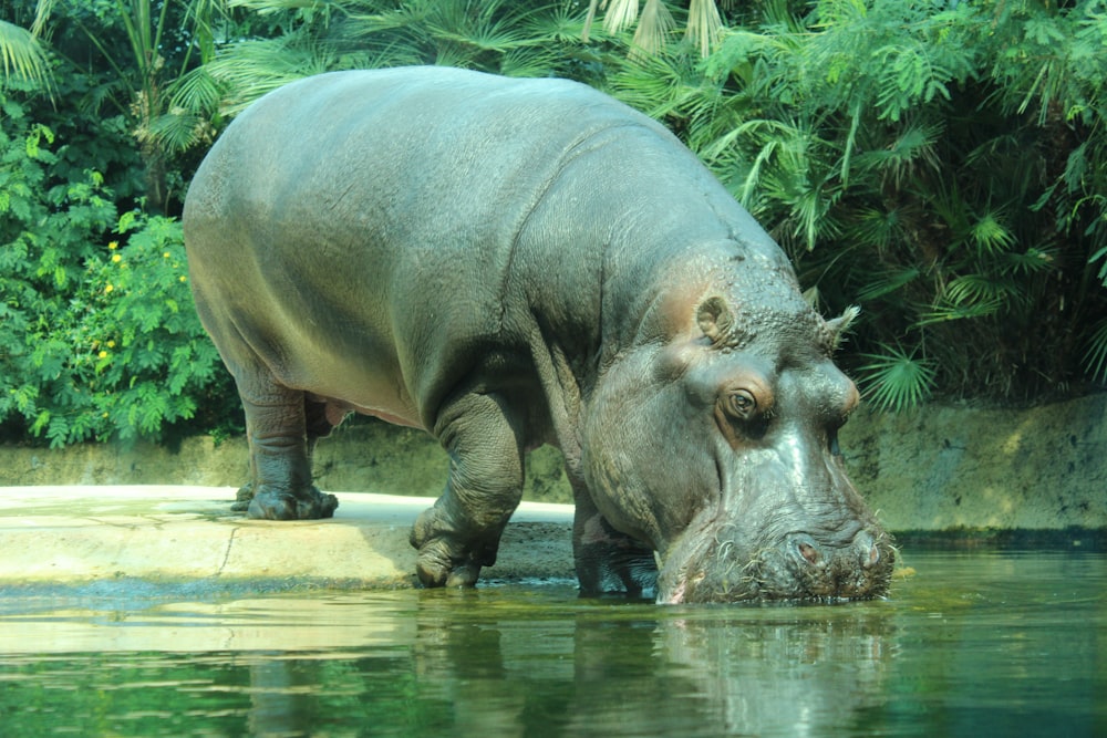 brown rhinoceros on water during daytime