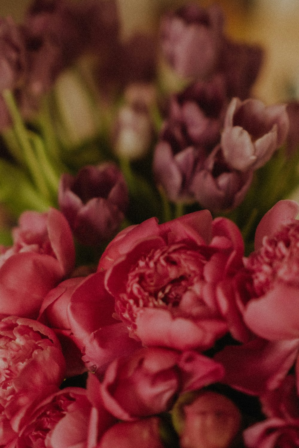 pink roses in close up photography