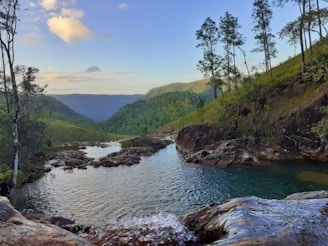 green trees and river during daytime