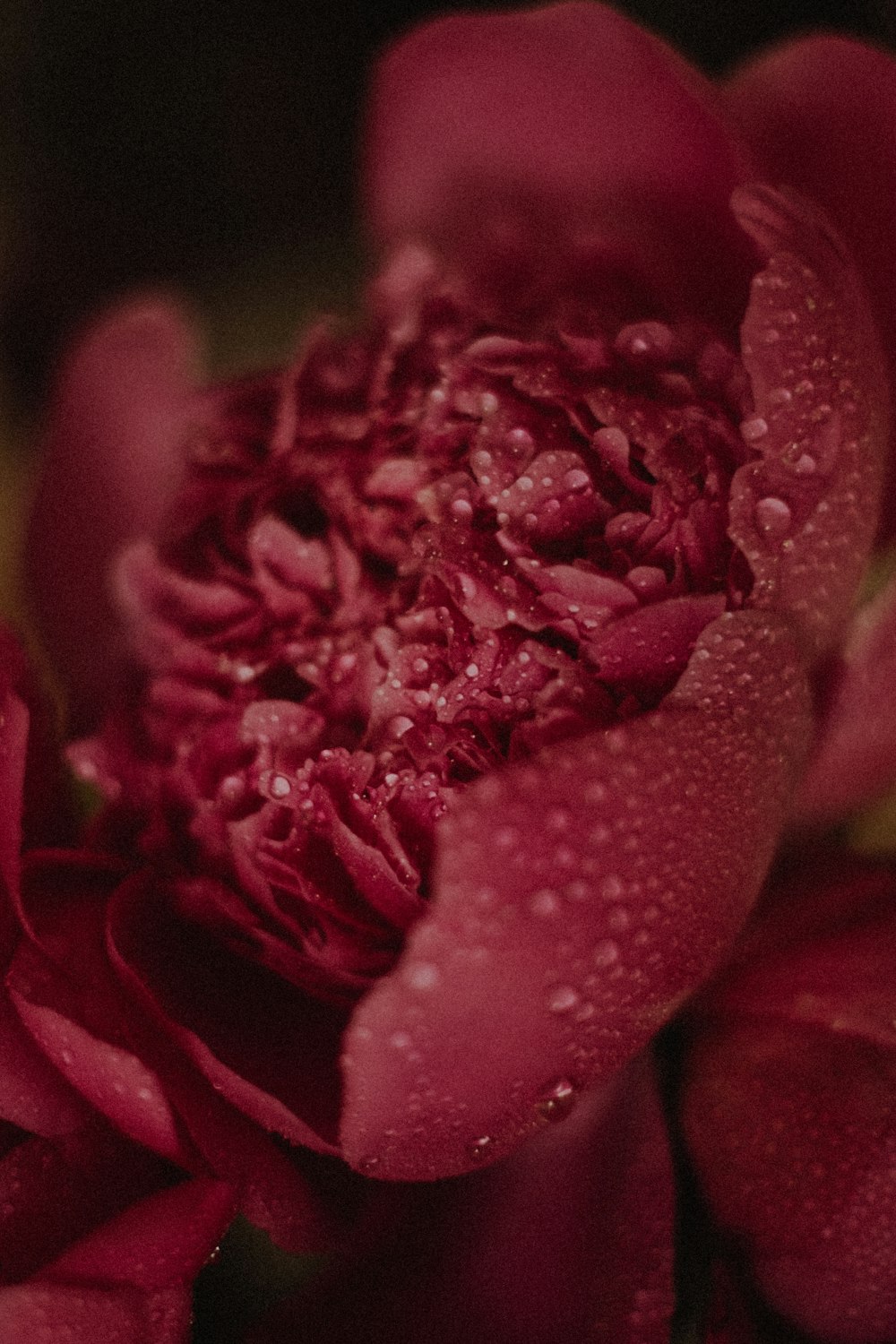 red rose in bloom macro photography