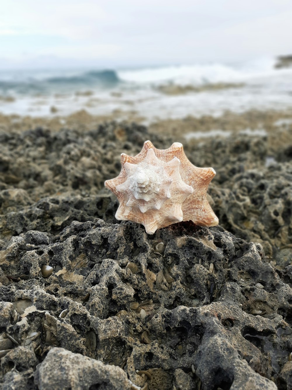 white and brown seashell on black rock