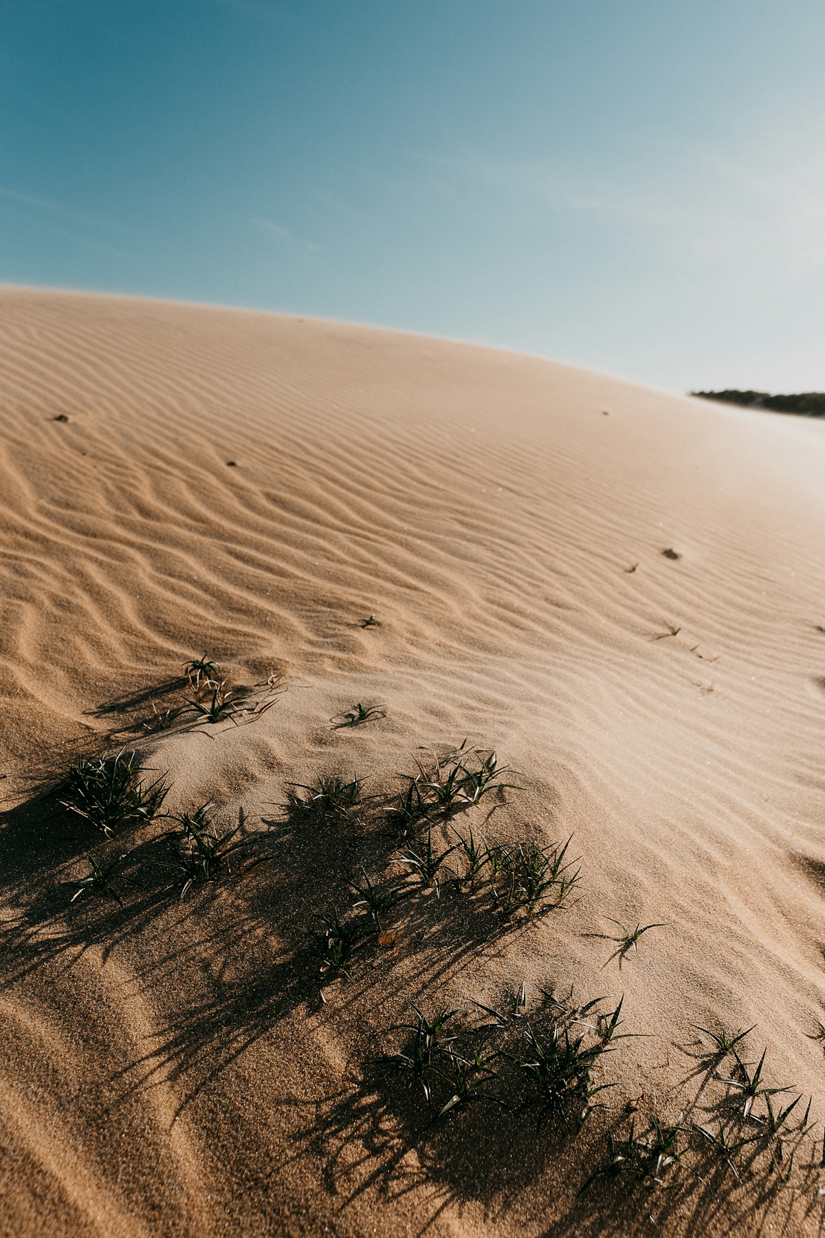 Dunas de areia com vegetação rasteira em Itaúnas, Espírito Santo.