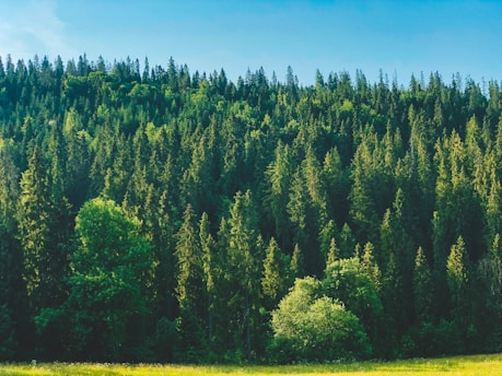 A vibrant reforested area in Rio Grande do Sul with native trees thriving under a clear blue sky.