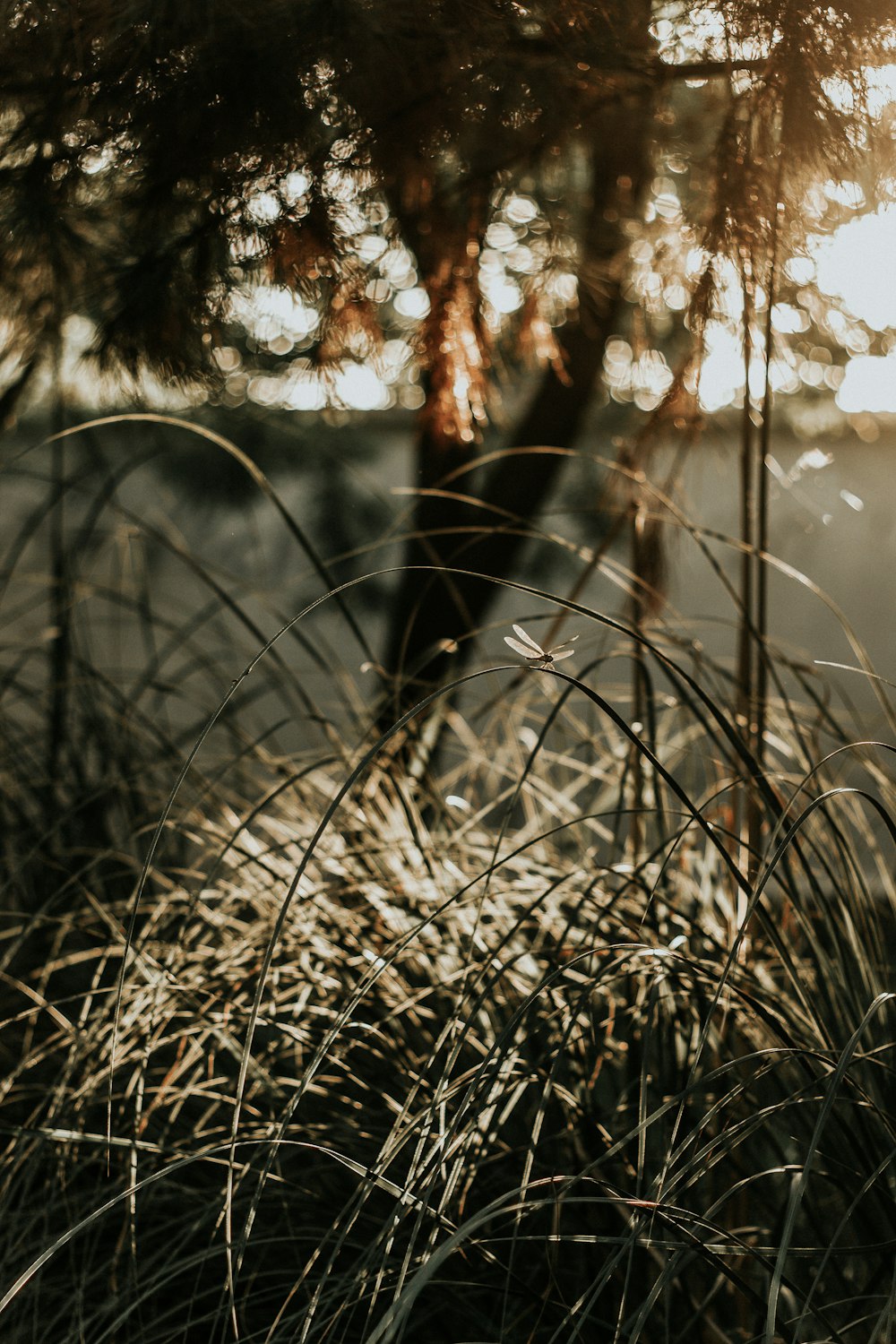 brown grass in tilt shift lens