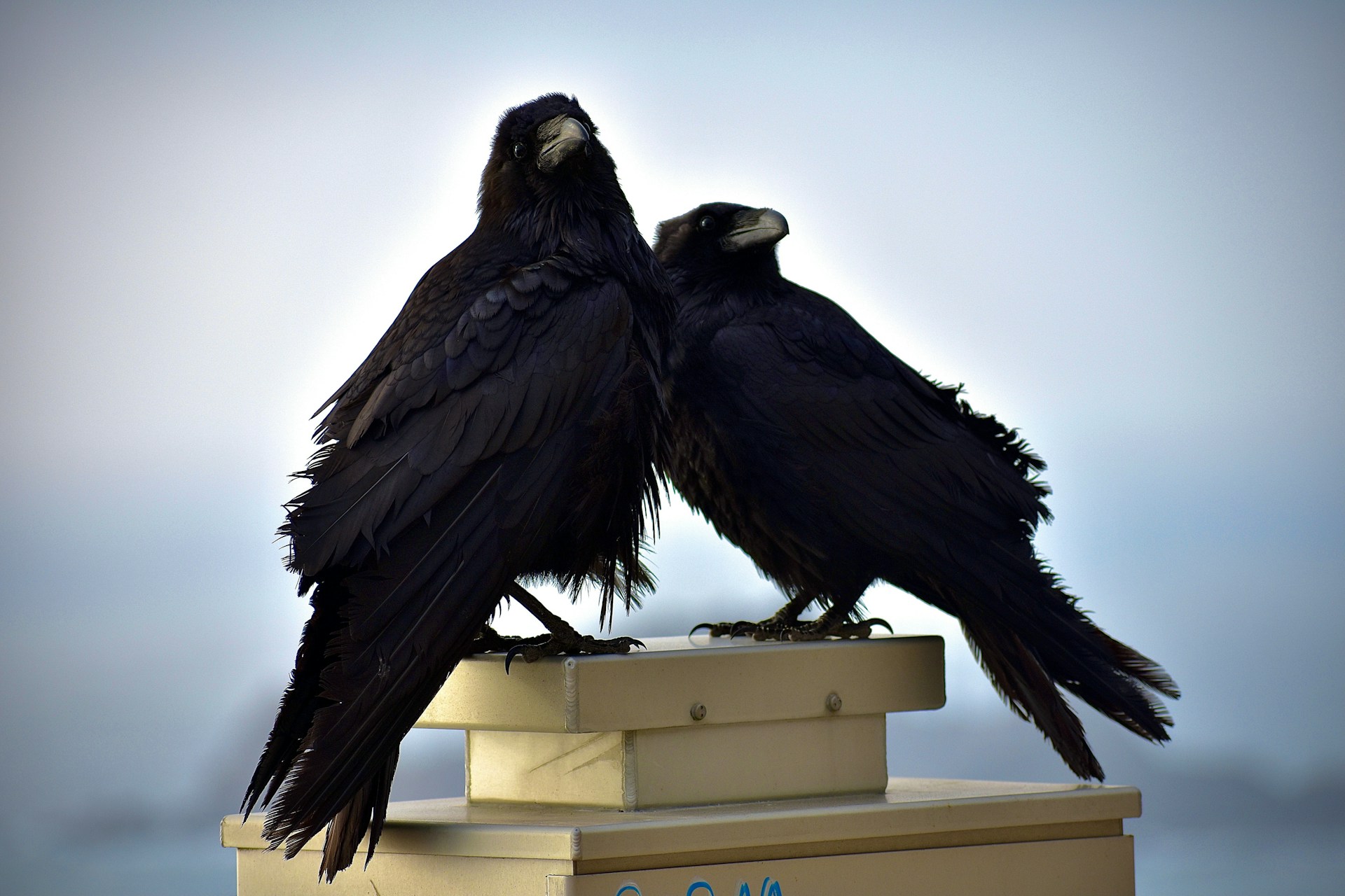 black crow on white wooden fence