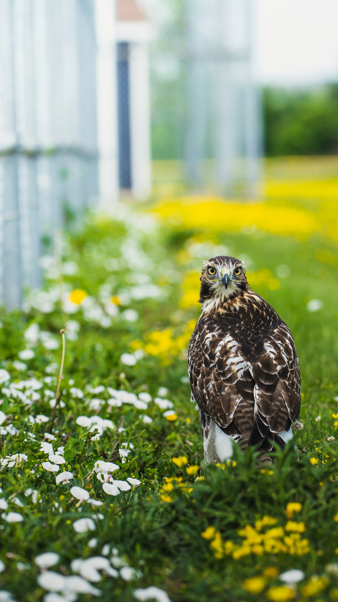 brown and white owl on yellow flower field during daytime