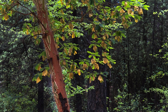 A tree with a reddish-brown peeling bark stands in a lush forest. Its branches are adorned with green and yellow leaves. The background is dense with other trees and forest vegetation, creating a serene and natural atmosphere.