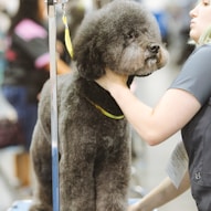 black poodle with yellow leash