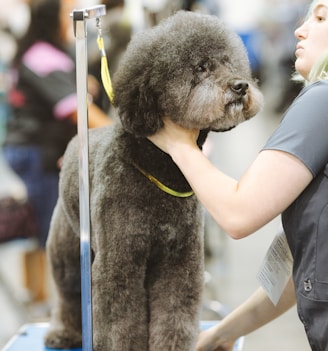 black poodle with yellow leash