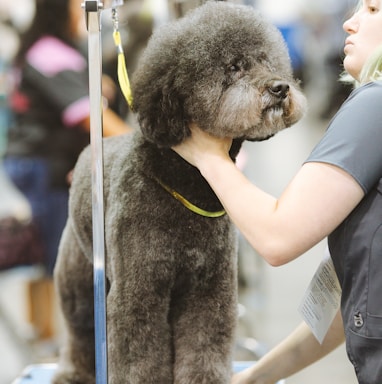 black poodle with yellow leash