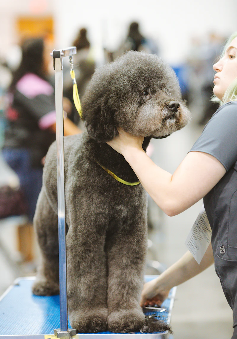 A dog having a bath