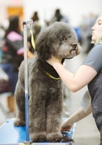 black poodle with yellow leash