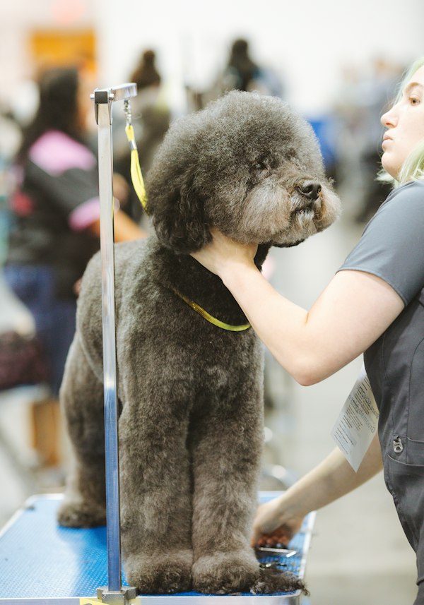 Poodle being styled by a groomer