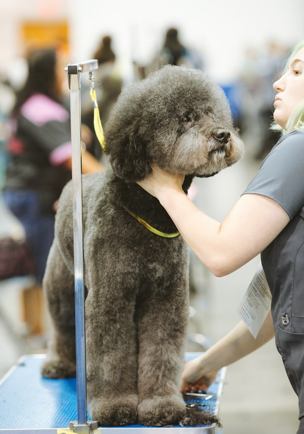 Poodle being styled and trimmed by a groomer