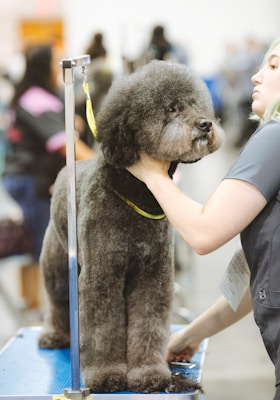 How Much Does a Pet Grooming Website Cost?