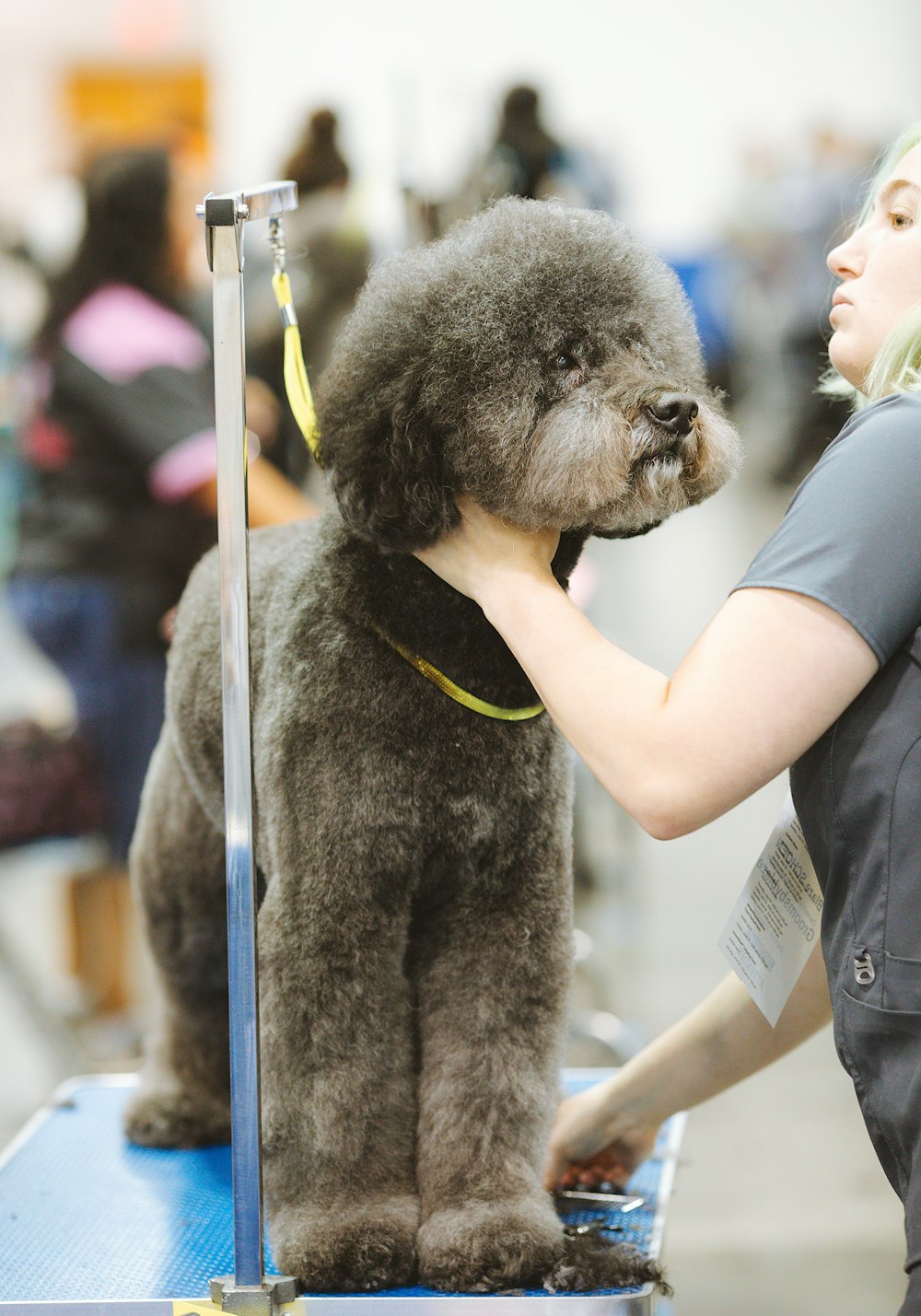 Caniche negro con correa amarilla