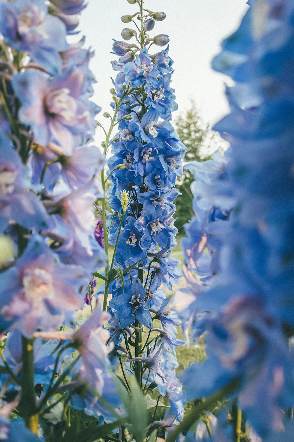 white and purple flowers in tilt shift lens