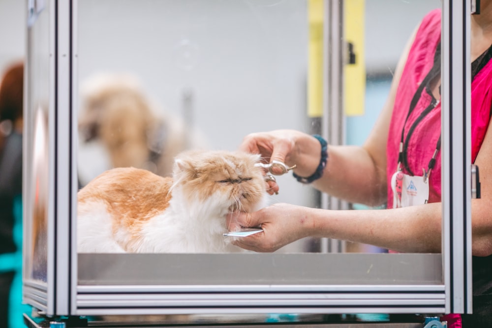 person holding white and brown long fur cat