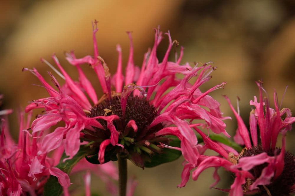 pink flower in tilt shift lens