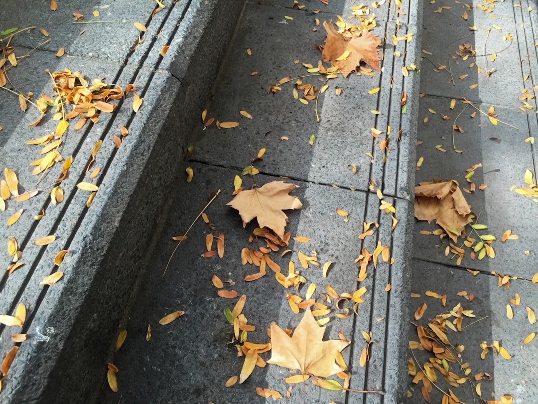 brown dried leaves on gray concrete pavement