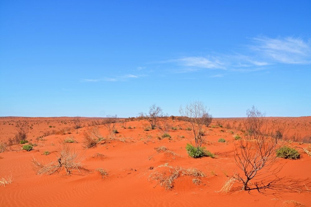 brown sand with green plants under blue sky during daytime