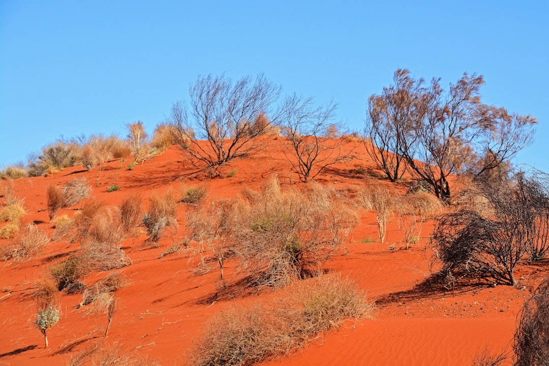 bare trees on brown sand under blue sky during daytime