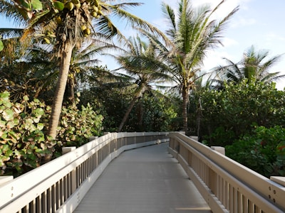 white wooden bridge between green trees during daytime