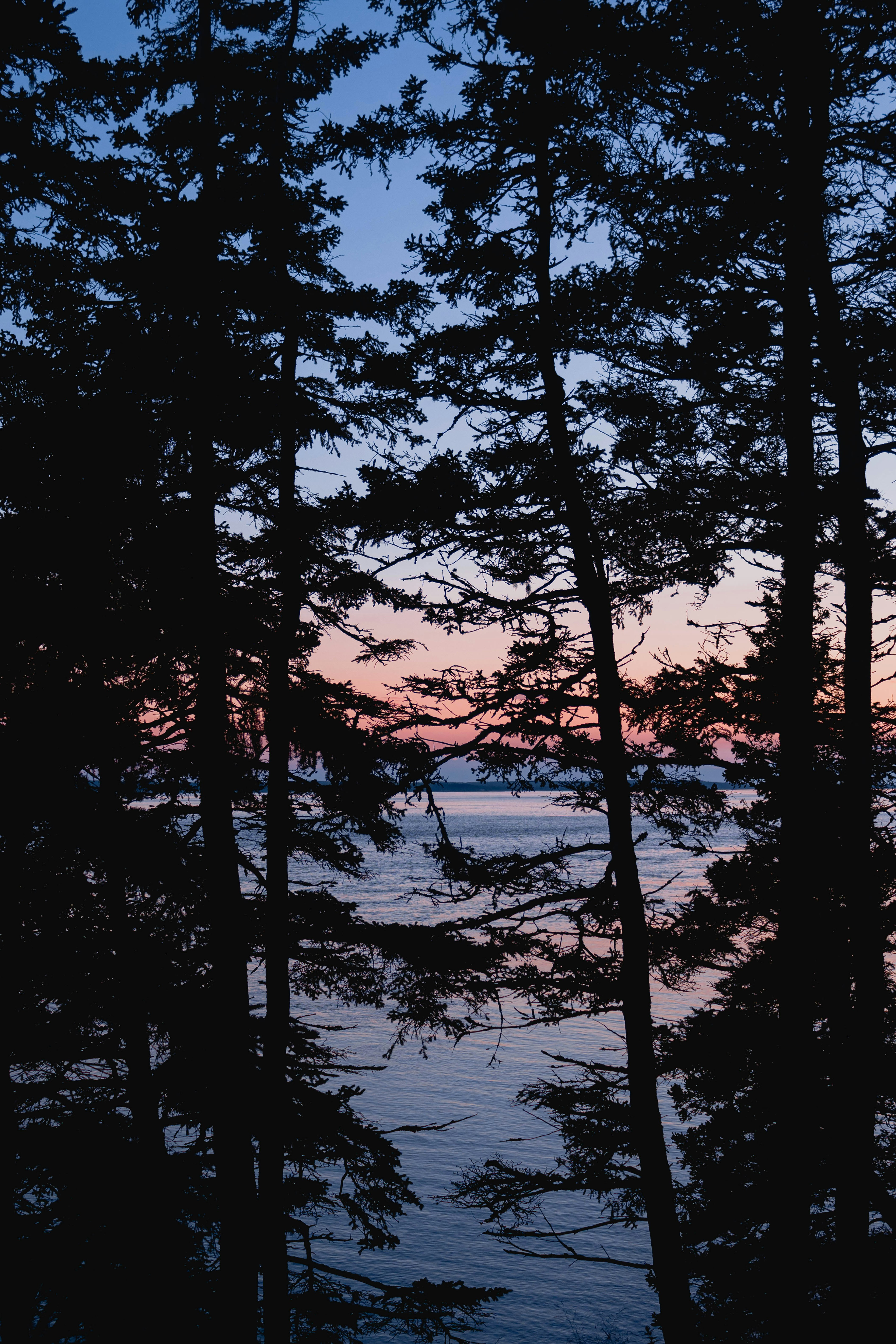 silhouette of trees near body of water during daytime