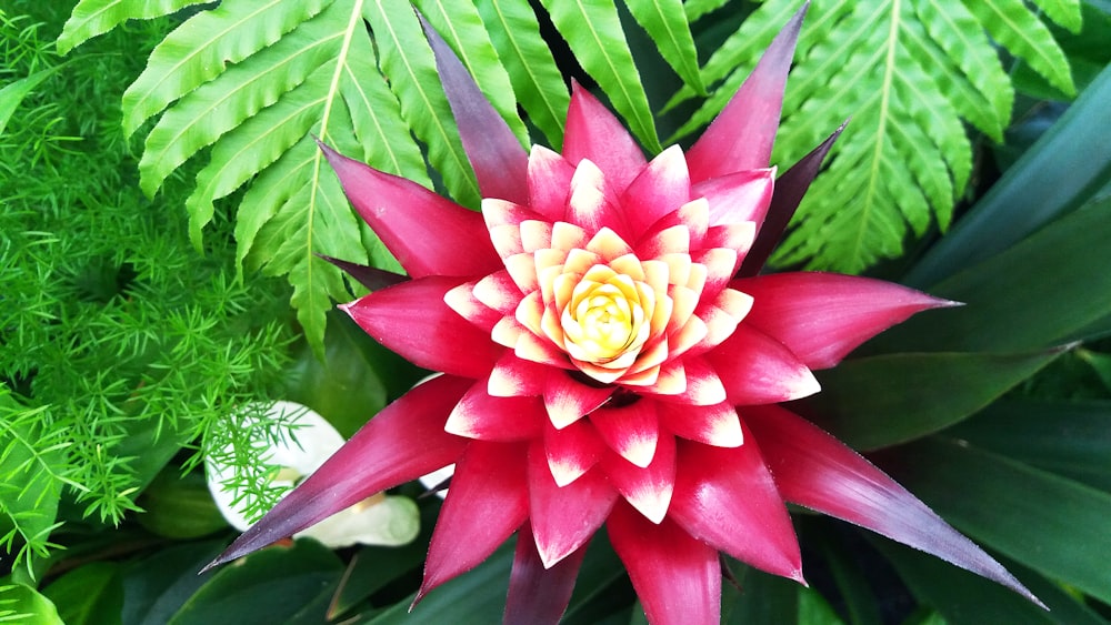 flor rosa con hojas verdes