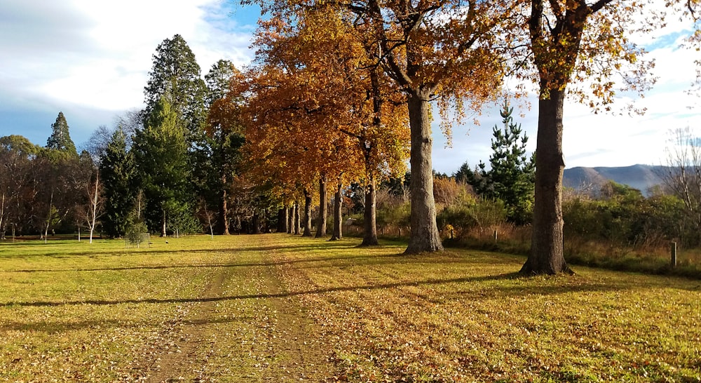 brown trees on green grass field during daytime