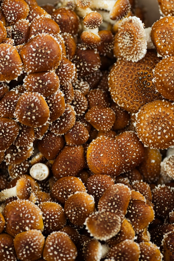 Brown and white round fruits