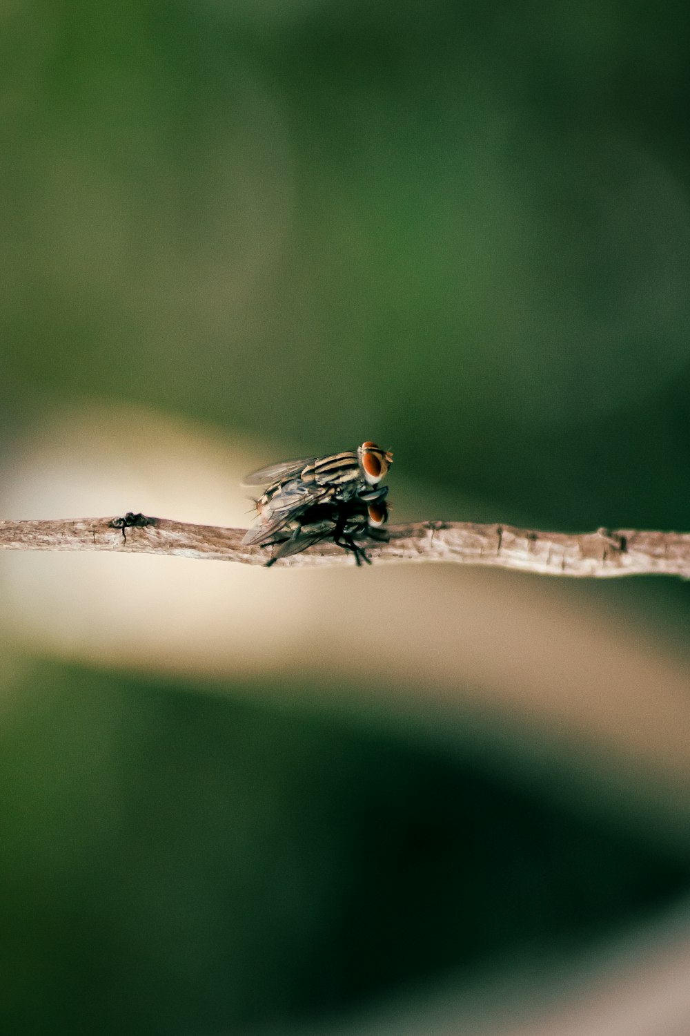 mosca preta e marrom empoleirada em bastão marrom em fotografia de perto durante o dia
