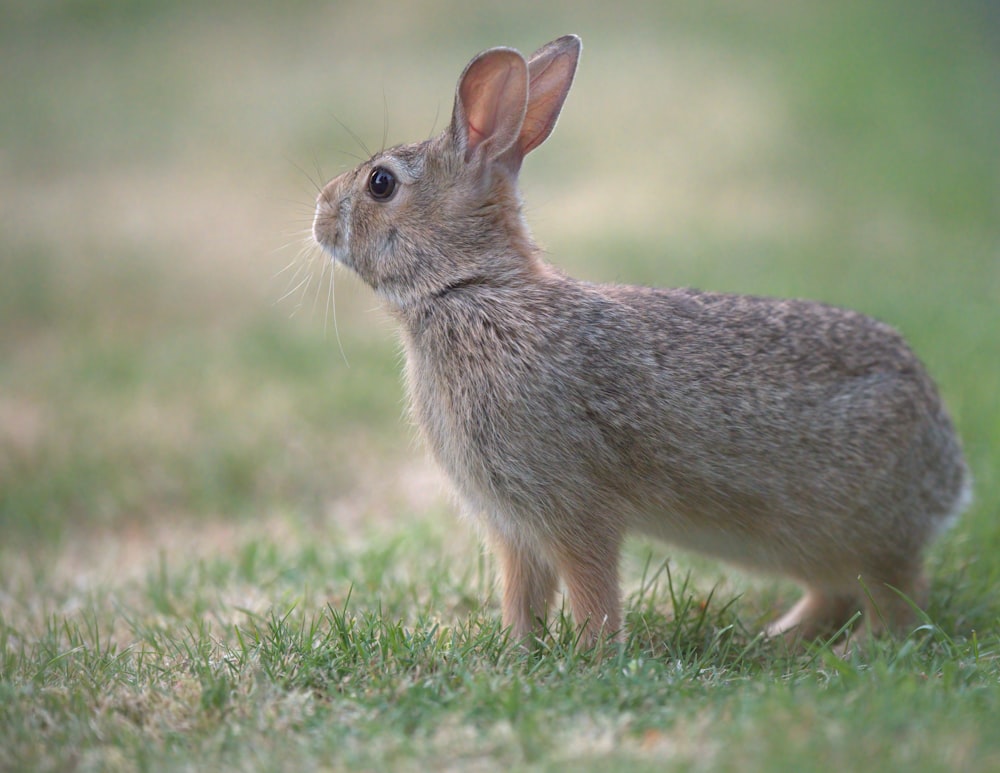 brown rabbit on green grass during daytime