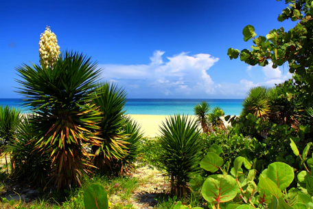 A vibrant tropical beach scene with turquoise waters and emerald greenery.