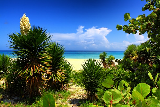 A vibrant Hawaiian beach scene with tropical flowers, lush foliage, and a glowing ocean under a bright sky, inspired by Moana's art style.