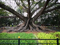 A massive, ancient tree with sprawling branches and thick roots spread across the ground. The tree is surrounded by vibrant greenery, including ferns and grass, within a fenced area. The background features a densely wooded area, suggesting a park or garden location.