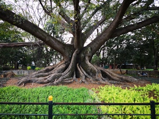 A massive, ancient tree with sprawling branches and thick roots spread across the ground. The tree is surrounded by vibrant greenery, including ferns and grass, within a fenced area. The background features a densely wooded area, suggesting a park or garden location.