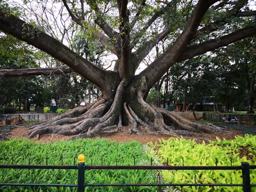 A massive, ancient tree with sprawling branches and thick roots spread across the ground. The tree is surrounded by vibrant greenery, including ferns and grass, within a fenced area. The background features a densely wooded area, suggesting a park or garden location.