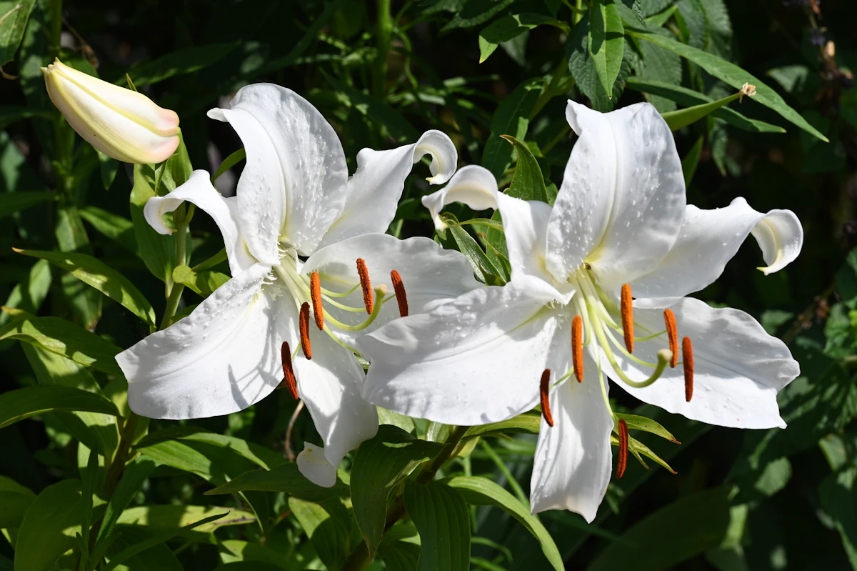 A white lily in full bloom