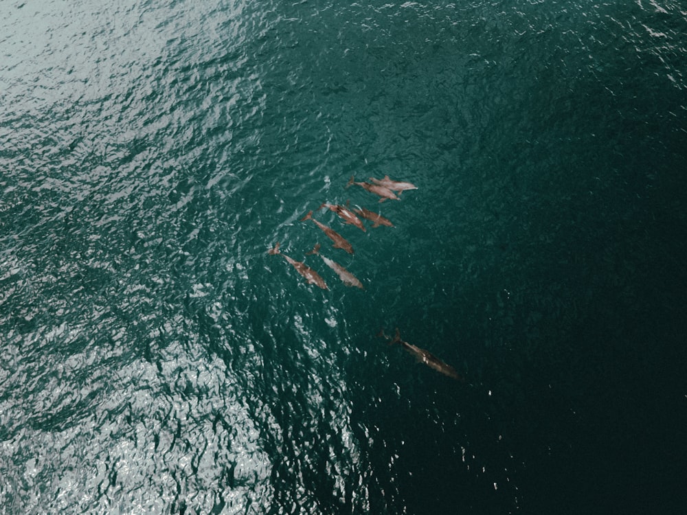 body of water during daytime