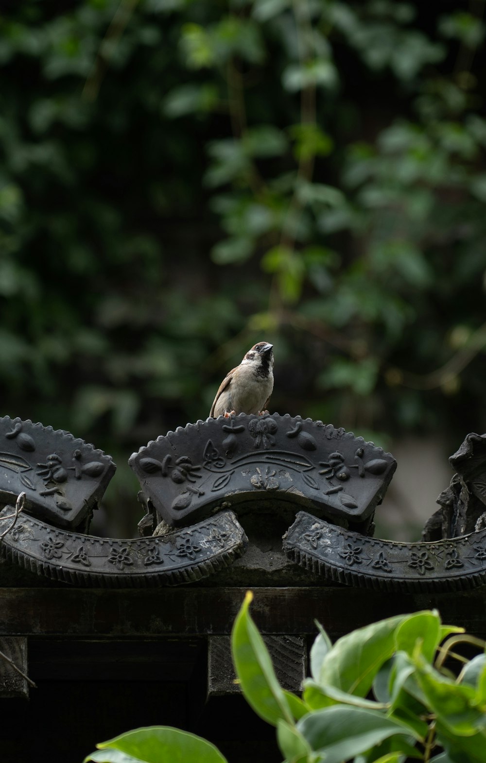 brown bird on black metal bird feeder