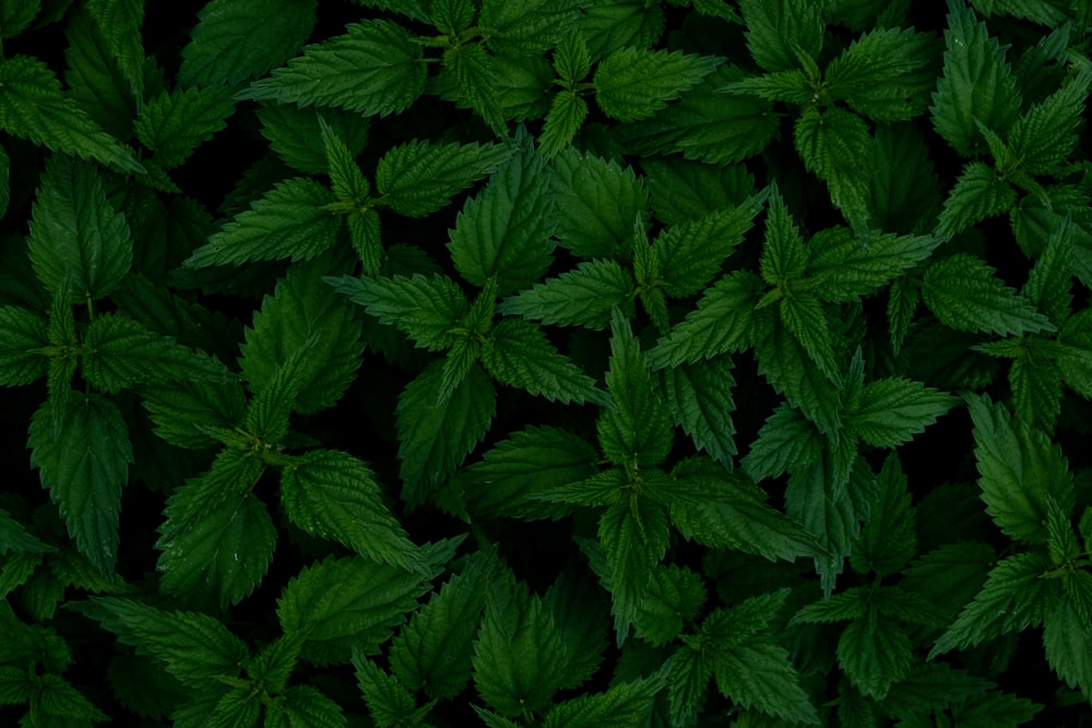 green leaves plant during daytime