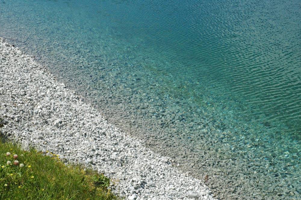 erba verde su sabbia grigia vicino al mare blu durante il giorno